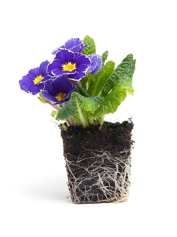 Paarse primulabloem in tuinaarde royalty-vrije stock afbeelding