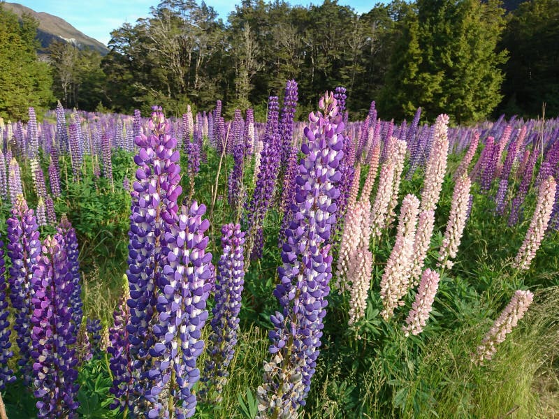 De purpere bloem van volledige bloeilupine, Nieuw Zeeland stock afbeelding De purpere bloem van volledige bloeilupine, Nieuw Zeeland stock afbeelding