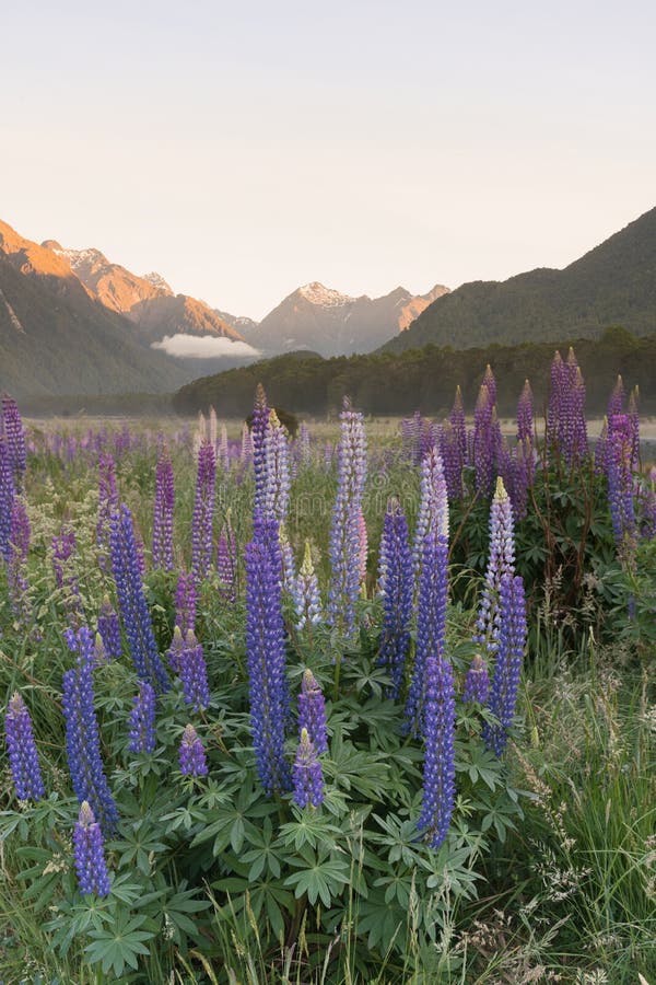 De purpere kleur van de Lupine volledige bloei met bergachtergrond, Nieuw Zeeland stock foto's De purpere kleur van de Lupine volledige bloei met bergachtergrond, Nieuw Zeeland stock foto's