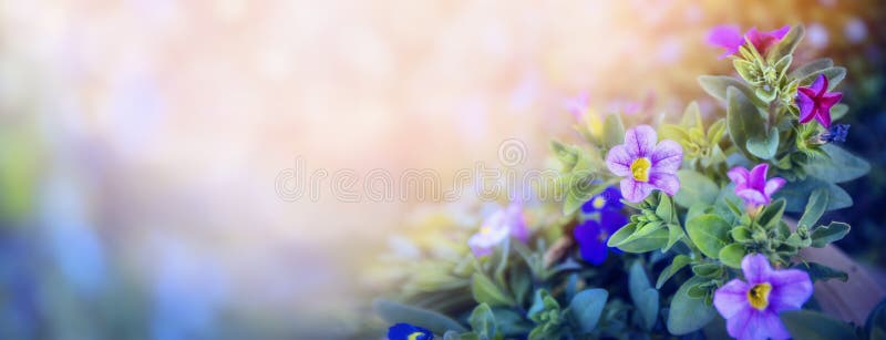 De purpere petunia bloeit bed op mooie vage aardachtergrond, banner voor website met tuinconcept