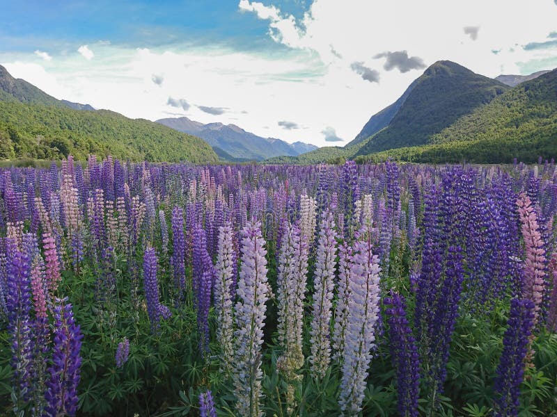 De purpere voorwaarde Nieuw Zeeland van de lupine volledige bloei royalty-vrije stock afbeelding De purpere voorwaarde Nieuw Zeeland van de lupine volledige bloei royalty-vrije stock afbeelding