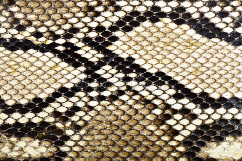 De python van de slanghuid