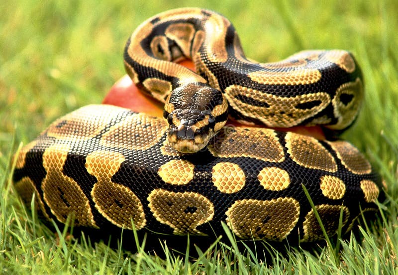 De python van het serpent stock fotografie De python van het serpent stock fotografie