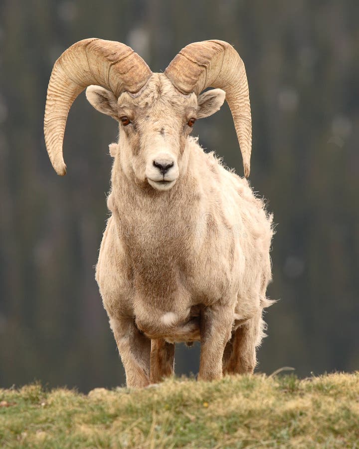De Ram die van Bighorn uit eruit ziet stock foto De Ram die van Bighorn uit eruit ziet stock foto
