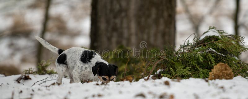 De rasechte neus van tricolorjack russell terrier volgt een spoor in de sneeuwwinter royalty-vrije stock afbeeldingen De rasechte neus van tricolorjack russell terrier volgt een spoor in de sneeuwwinter royalty-vrije stock afbeeldingen