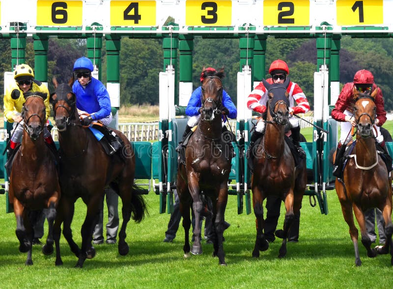De Rassen van York royalty-vrije stock afbeelding De Rassen van York royalty-vrije stock afbeelding