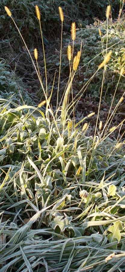 De recente herfst De jacht Gras in de zon van de vorstochtend stock foto De recente herfst De jacht Gras in de zon van de vorstochtend stock foto