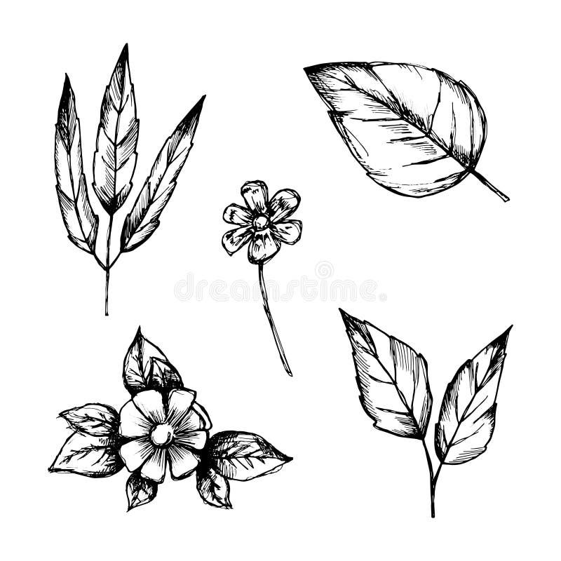 De reeks handtekeningen isoleerde botanische uitstekende installatiesschetsen stock illustratie De reeks handtekeningen isoleerde botanische uitstekende installatiesschetsen stock illustratie