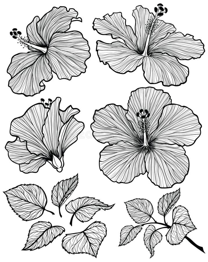 De reeks van de hibiscusbloem vector illustratie De reeks van de hibiscusbloem vector illustratie