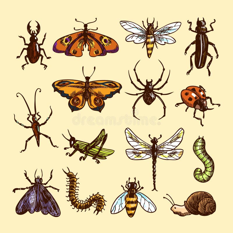 De reeks van de insectenschets stock illustratie De reeks van de insectenschets stock illustratie