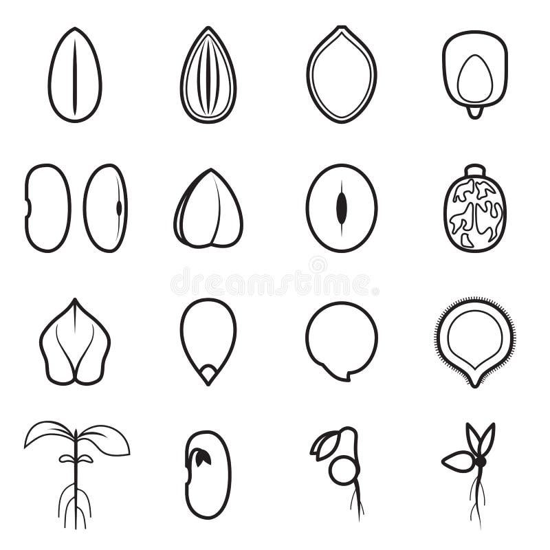 De reeks van het zaadpictogram, die de gemeenschappelijkste types van gewassenzaden vertegenwoordigt royalty-vrije illustratie De reeks van het zaadpictogram, die de gemeenschappelijkste types van gewassenzaden vertegenwoordigt royalty-vrije illustratie