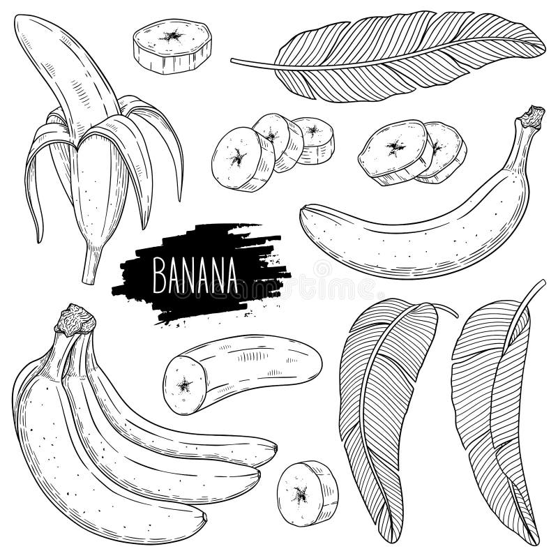 De reeks van de de stijlschets van de overzichtsinkt van banaan stock illustratie De reeks van de de stijlschets van de overzichtsinkt van banaan stock illustratie