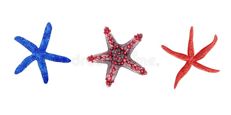 De reeks van de waterverfillustratie van kleurrijke heldere blauwe en rode tropische zeester die op witte achtergrond wordt geïso vector illustratie De reeks van de waterverfillustratie van kleurrijke heldere blauwe en rode tropische zeester die op witte achtergrond wordt geïso vector illustratie