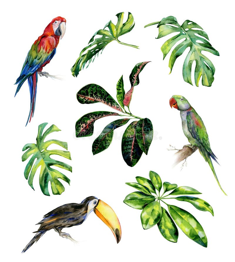 Watercolor illustration set of tropical leaves and birds. Toucan, scarlet macaw parrot and green Alexandrine parrot. Monstera leaves, schefflera or dwarf umbrella tree, croton plant painting. Watercolor illustration set of tropical leaves and birds. Toucan, scarlet macaw parrot and green Alexandrine parrot. Monstera leaves, schefflera or dwarf umbrella tree, croton plant painting.