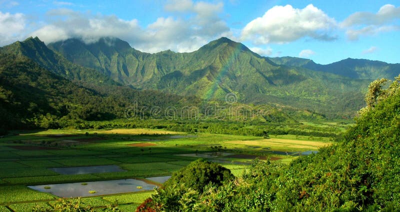An early morning rainbow over the verdant taro fields of the Hanalei Valley, captured in Kauai in the Hawaiian Islands. An early morning rainbow over the verdant taro fields of the Hanalei Valley, captured in Kauai in the Hawaiian Islands.
