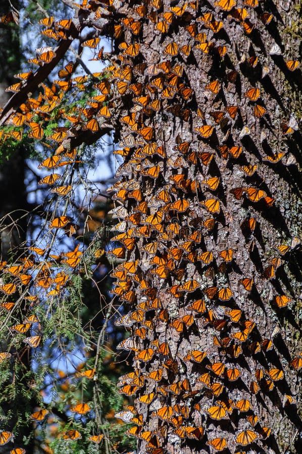 De Reserve van de Biosfeer van de Vlinder van de monarch, Mexico stock afbeeldingen De Reserve van de Biosfeer van de Vlinder van de monarch, Mexico stock afbeeldingen