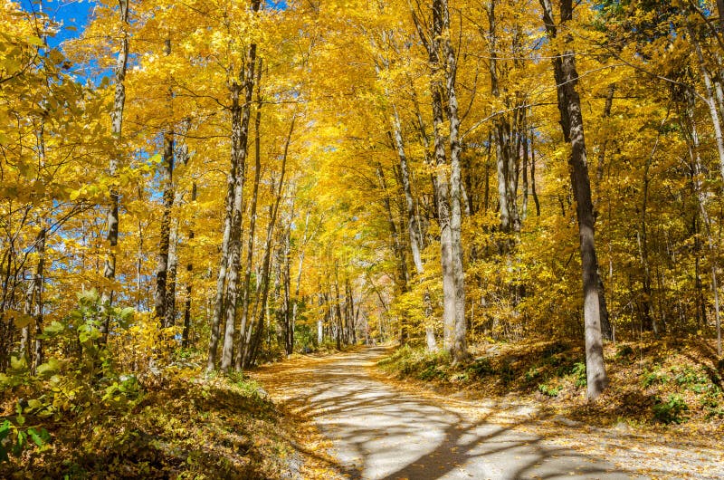 De retour abandonnée route par une forêt d'or en automne photo libre de droits De retour abandonnée route par une forêt d'or en automne photo libre de droits