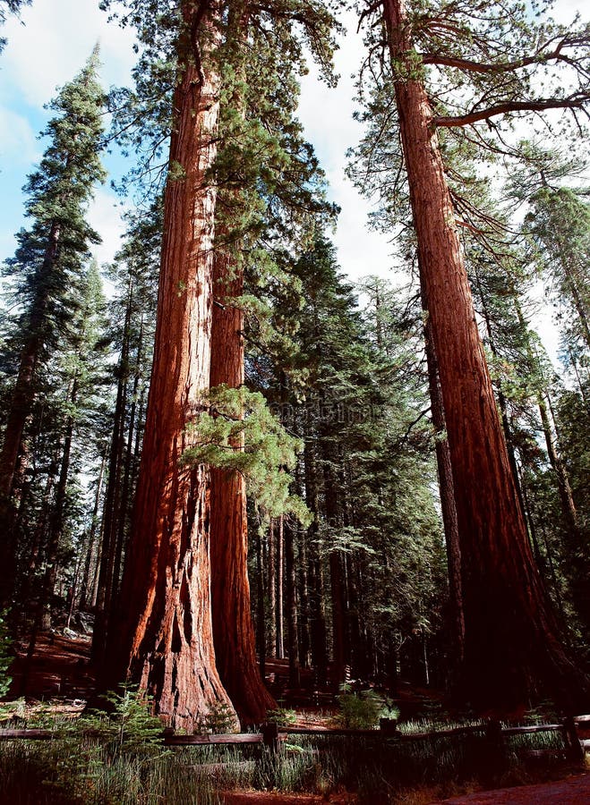 De reuze Bomen van de Sequoia
