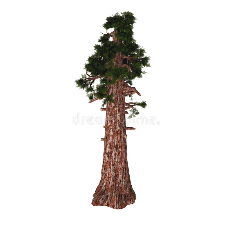 De reuze boom van de Californische sequoia vector illustratie De reuze boom van de Californische sequoia vector illustratie