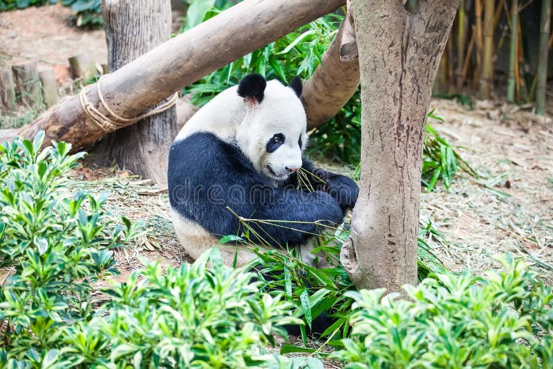 De reuze panda eet groen bamboeblad royalty-vrije stock foto's De reuze panda eet groen bamboeblad royalty-vrije stock foto's
