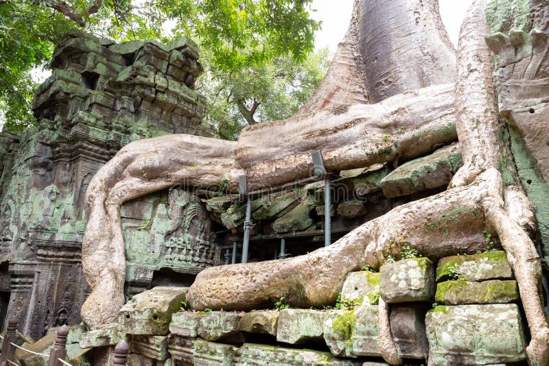 De reuzeboomwortels die de tempel van Ta Prom in Siem behandelen oogsten, Kambodja royalty-vrije stock fotografie De reuzeboomwortels die de tempel van Ta Prom in Siem behandelen oogsten, Kambodja royalty-vrije stock fotografie
