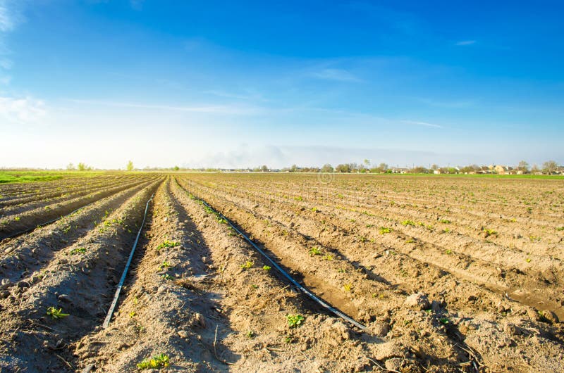 De rijen van jonge aardappels groeien op het gebied Druppelbevloeiing Het ploegen van het gebied Landelijke aanplantingen Landbou royalty-vrije stock afbeelding De rijen van jonge aardappels groeien op het gebied Druppelbevloeiing Het ploegen van het gebied Landelijke aanplantingen Landbou royalty-vrije stock afbeelding