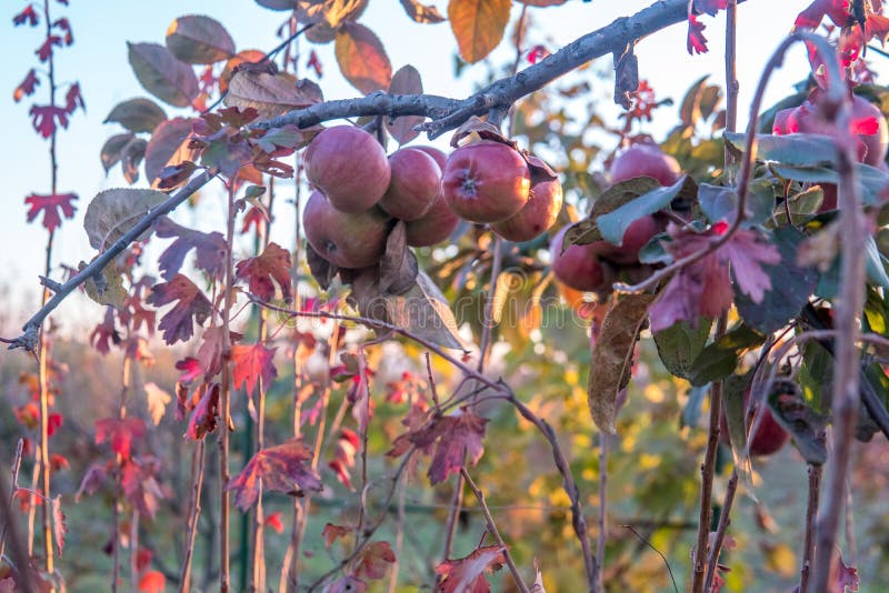 De rijpe appelen groepeert zich hangende hoop op een boomtak in een boomgaard stock foto De rijpe appelen groepeert zich hangende hoop op een boomtak in een boomgaard stock foto