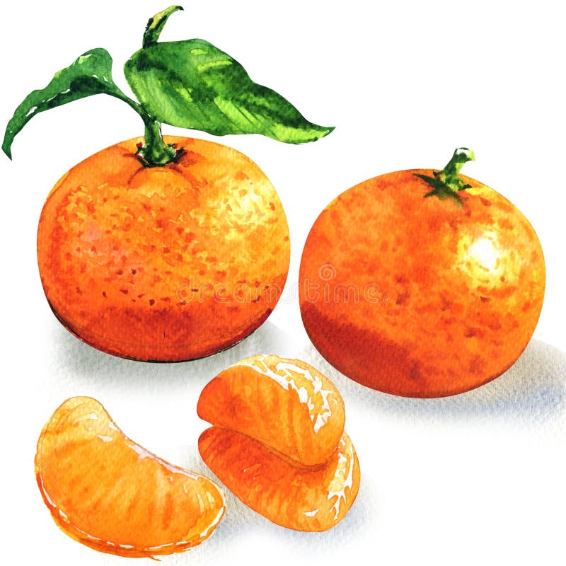 clementinen clipart