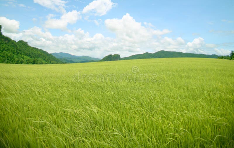 De rijstberg van de landbouw