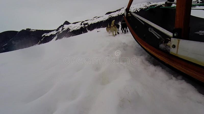 De rit van de hondslee op toboggan bij de gletsjer van Alaska