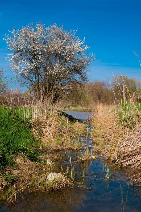 Lente rivier royalty-vrije stock fotografie