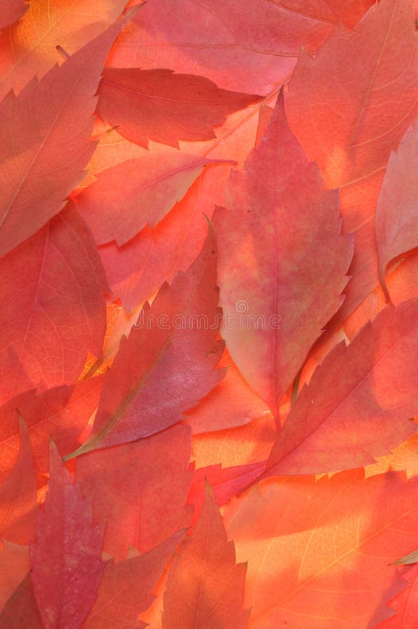 De rode achtergrond van de herfstbladeren royalty-vrije stock afbeelding De rode achtergrond van de herfstbladeren royalty-vrije stock afbeelding