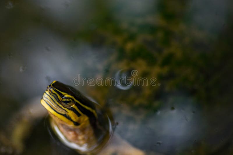 De rode Eared Moerasschildpad van de Schuif stock fotografie De rode Eared Moerasschildpad van de Schuif stock fotografie
