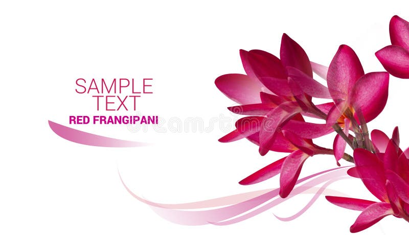 De rode Frangipani-tekst van de bloemsteekproef die op witte achtergrond wordt geïsoleerd stock afbeeldingen De rode Frangipani-tekst van de bloemsteekproef die op witte achtergrond wordt geïsoleerd stock afbeeldingen
