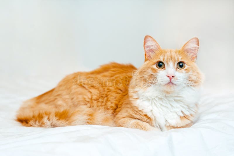 De rode gemberkat zit bij wit bed en bekijkt camera royalty-vrije stock foto De rode gemberkat zit bij wit bed en bekijkt camera royalty-vrije stock foto