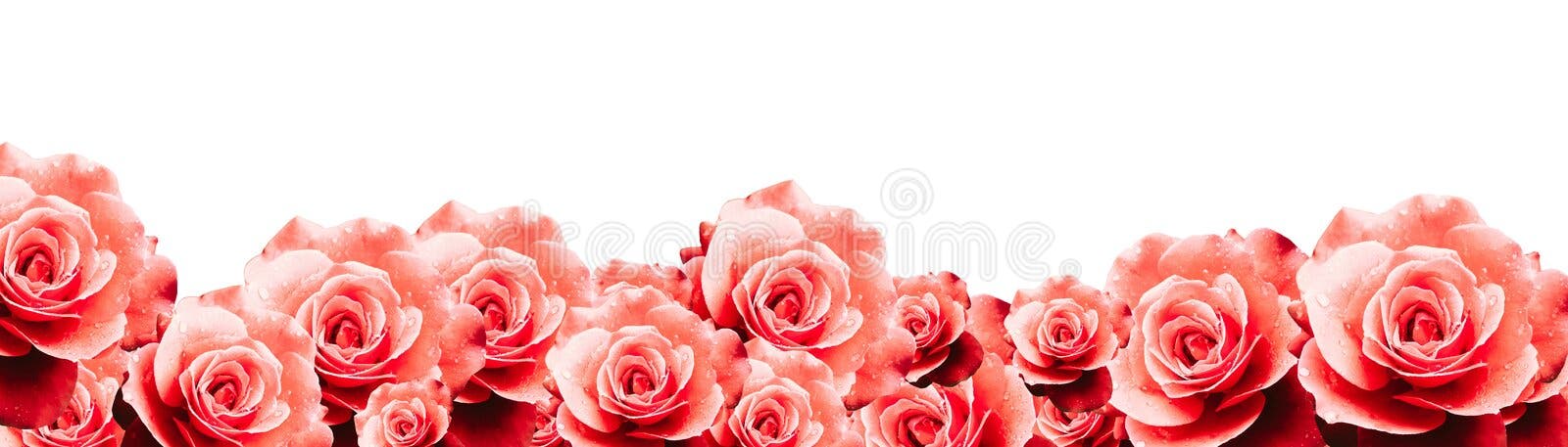 De rode het kaderachtergrond van de rozen bloemengrens met natte rode roze witte rozen bloeit de grenspanorama van het close-uppa De rode het kaderachtergrond van de rozen bloemengrens met natte rode roze witte rozen bloeit de grenspanorama van het close-uppa