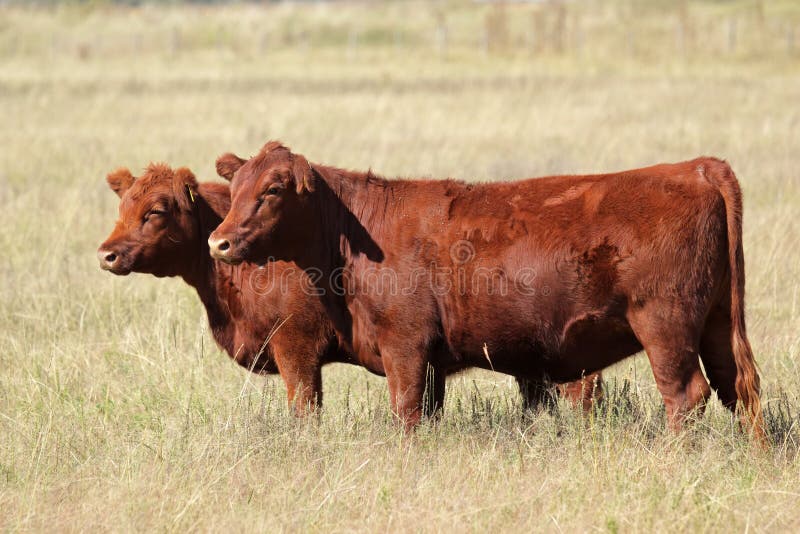 zoom hoofdkussen Met bloed bevlekt De rode koeien van Angus stock afbeelding. Image of landbouw - 21604005