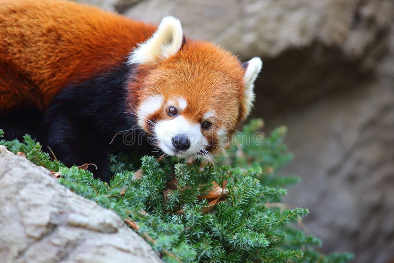 De rode panda draagt royalty-vrije stock fotografie De rode panda draagt royalty-vrije stock fotografie