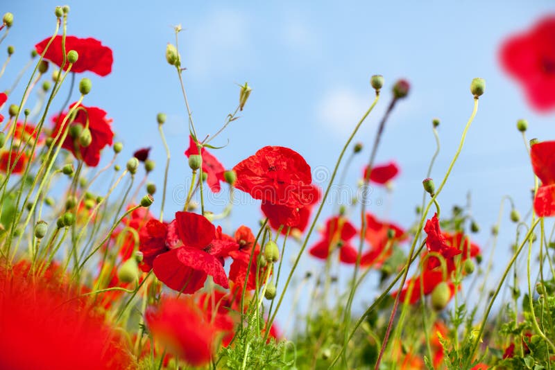 De rode papaverbloemen komen op groen vaag gras en blauwe hemel tot bloei zonnige zomer van het achtergrond de dichte omhooggaand royalty-vrije stock foto De rode papaverbloemen komen op groen vaag gras en blauwe hemel tot bloei zonnige zomer van het achtergrond de dichte omhooggaand royalty-vrije stock foto