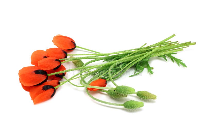 Veld met rode klaprozen royalty-vrije stock foto's