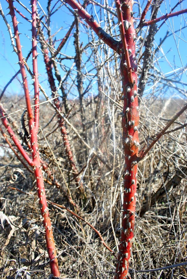 De rode tak van wildernis nam met aren op de achtergrond van rot gras toe, takjes stock afbeelding De rode tak van wildernis nam met aren op de achtergrond van rot gras toe, takjes stock afbeelding