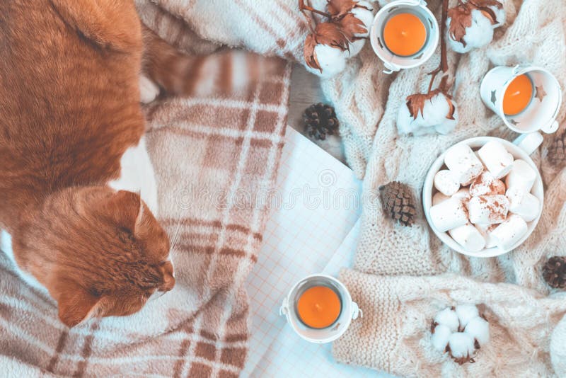 De rode witte kat op plaid, kop van koffie, katoenen installatiebloem vertakt zich, blocnote De mooie achtergrond van de de herfs royalty-vrije stock fotografie De rode witte kat op plaid, kop van koffie, katoenen installatiebloem vertakt zich, blocnote De mooie achtergrond van de de herfs royalty-vrije stock fotografie