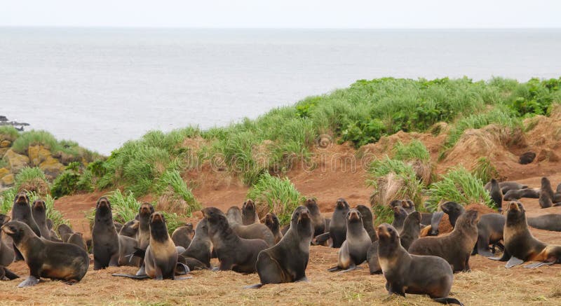 Rookery of the (Callorhinus ursinus) Sea Bears among picturesque hummocks of grasses. Commander Islands. Kamchatka. Rookery of the (Callorhinus ursinus) Sea Bears among picturesque hummocks of grasses. Commander Islands. Kamchatka