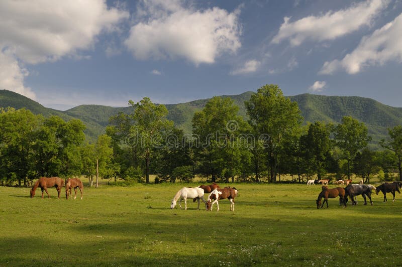 A scenic view of Cades Cove and Horses in Great Smoky Mountains National Park, Tennessee, USA. A scenic view of Cades Cove and Horses in Great Smoky Mountains National Park, Tennessee, USA.