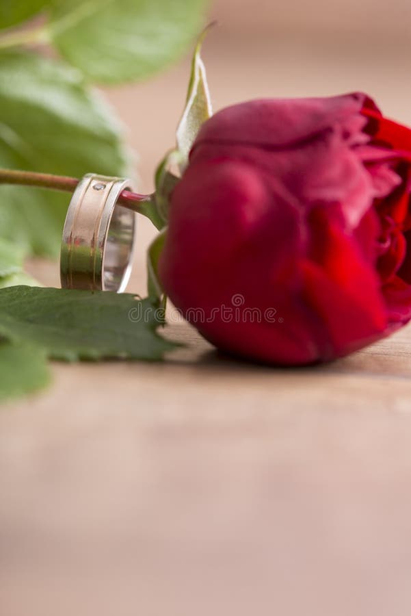 De romantische trouwring op één enkele rood nam toe stock afbeeldingen De romantische trouwring op één enkele rood nam toe stock afbeeldingen