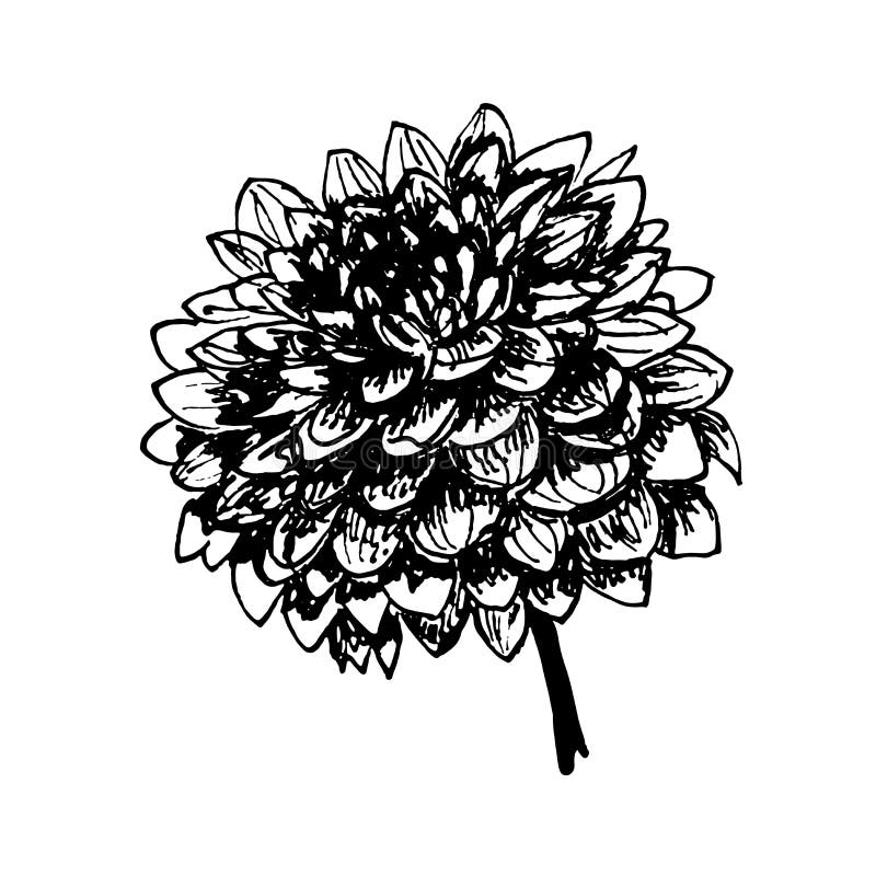 De ronde weelderige illustratie van de de dahliahand getrokken grafiek van de de herfstbloem vector illustratie De ronde weelderige illustratie van de de dahliahand getrokken grafiek van de de herfstbloem vector illustratie
