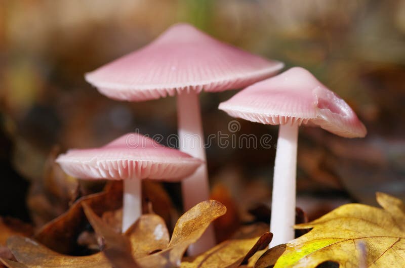 Beautiful mushroom Mycena rosea  in a natural autumn environment. Beautiful mushroom Mycena rosea  in a natural autumn environment