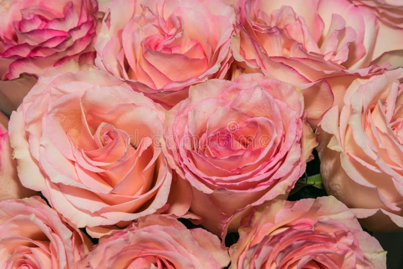 De roze achtergrond van rozenbloemen stock foto De roze achtergrond van rozenbloemen stock foto