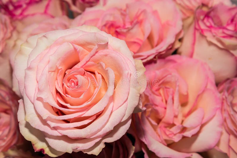 De roze achtergrond van rozenbloemen stock foto's De roze achtergrond van rozenbloemen stock foto's
