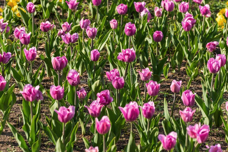 De roze achtergrond van tulpenbloemen stock foto's De roze achtergrond van tulpenbloemen stock foto's